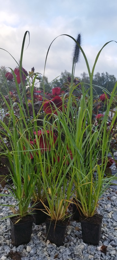 sadzonki trawy black beauty na tle hibiskusa